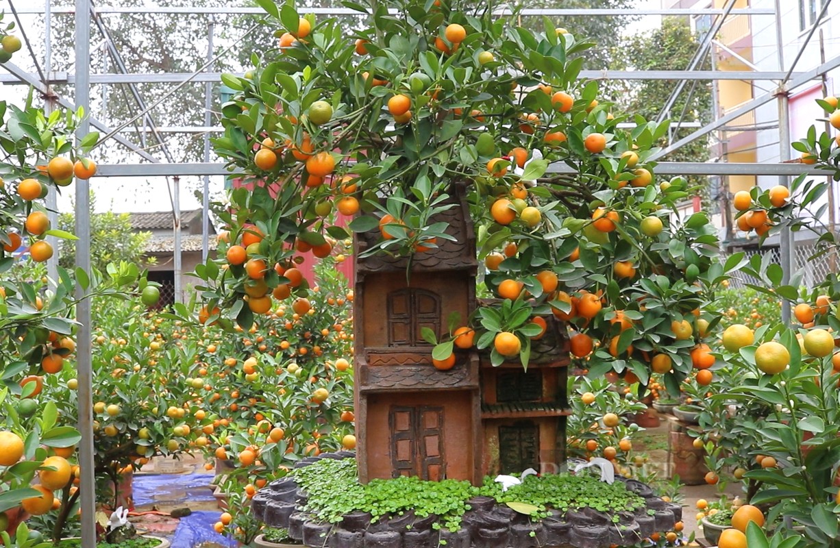 6 cay canh sinh tien trong trong san, tai loc nuom nuop keo den-Hinh-8