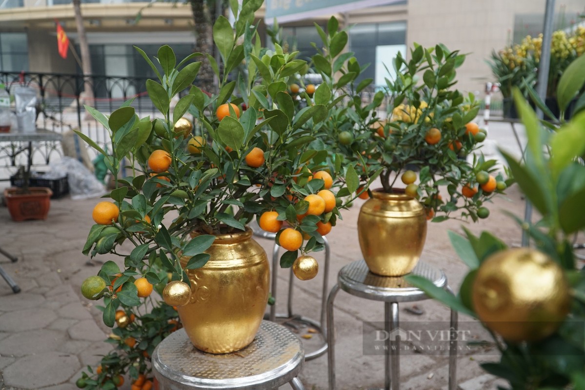 6 cay canh sinh tien trong trong san, tai loc nuom nuop keo den-Hinh-9