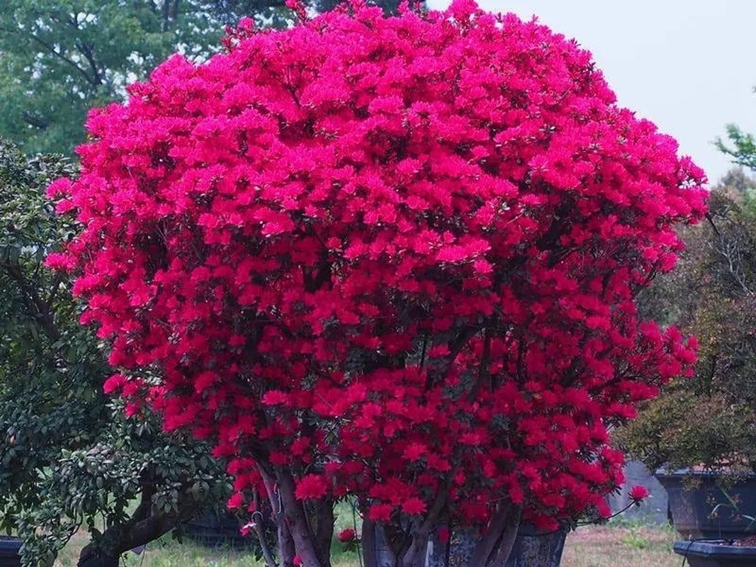 Ngam cay canh tien hoa dien giai het y nghia cuoc song-Hinh-12