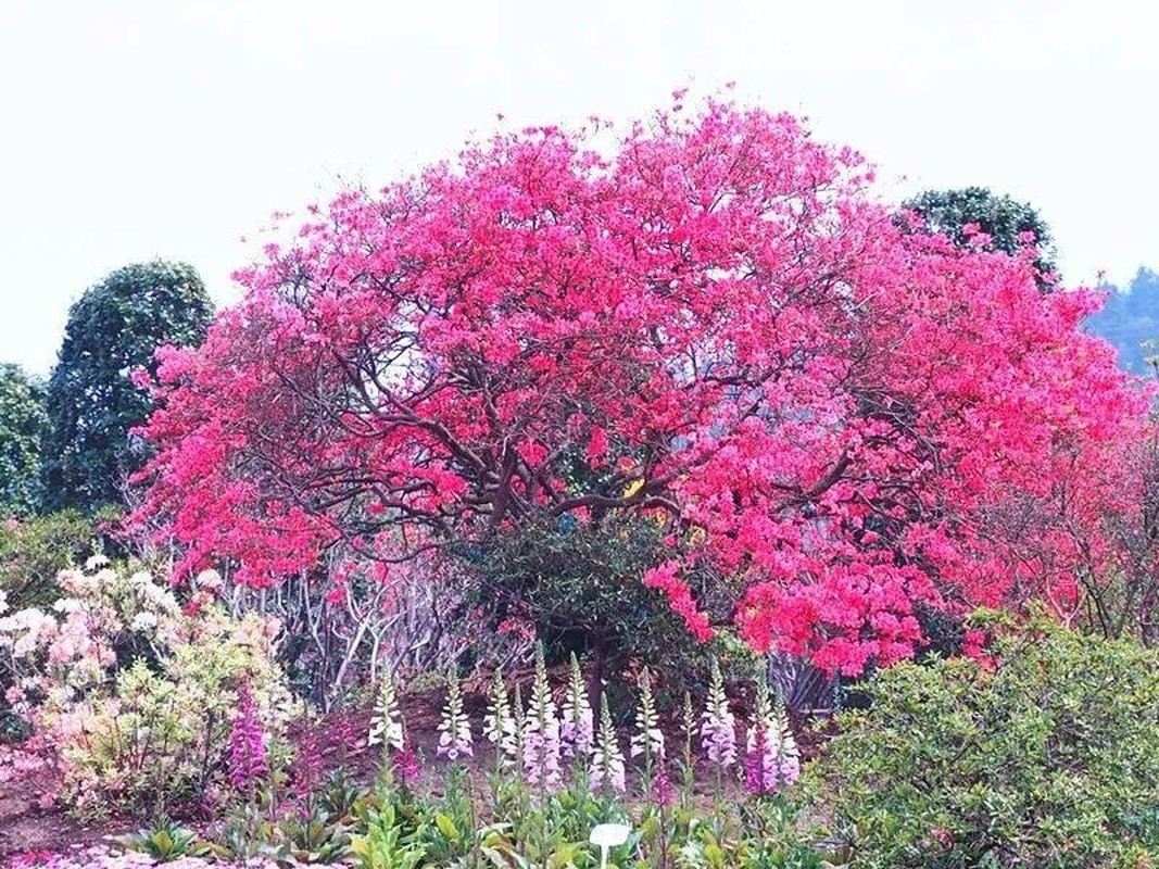 Ngam cay canh tien hoa dien giai het y nghia cuoc song-Hinh-13
