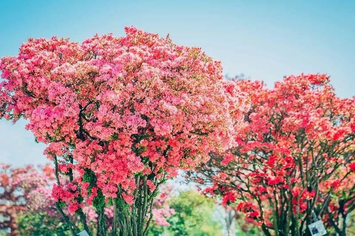 Ngam cay canh tien hoa dien giai het y nghia cuoc song-Hinh-15