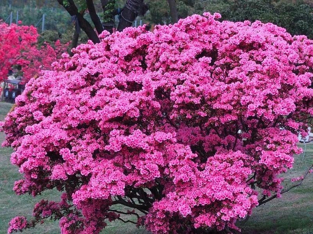 Ngam cay canh tien hoa dien giai het y nghia cuoc song-Hinh-17