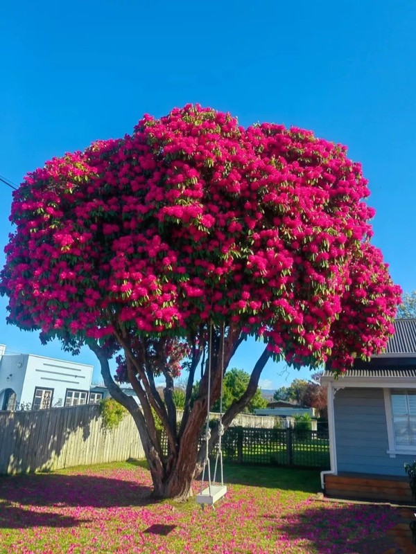 Ngam cay canh tien hoa dien giai het y nghia cuoc song-Hinh-3