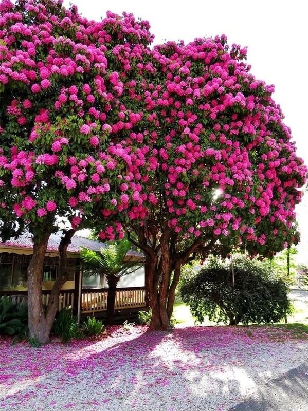 Ngam cay canh tien hoa dien giai het y nghia cuoc song-Hinh-4