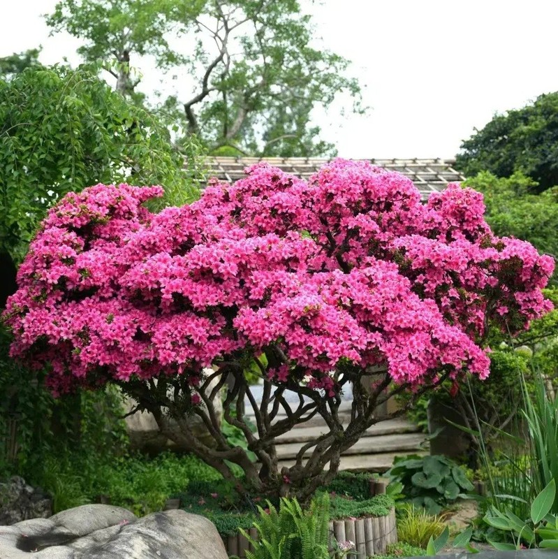 Ngam cay canh tien hoa dien giai het y nghia cuoc song-Hinh-5