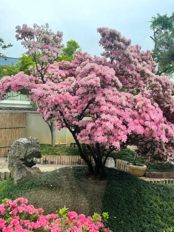 Ngam cay canh tien hoa dien giai het y nghia cuoc song-Hinh-9