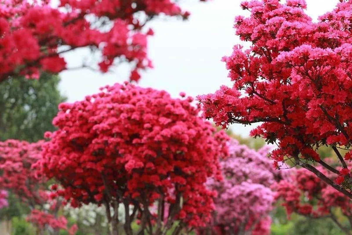 Ngam cay canh tien hoa dien giai het y nghia cuoc song-Hinh-10