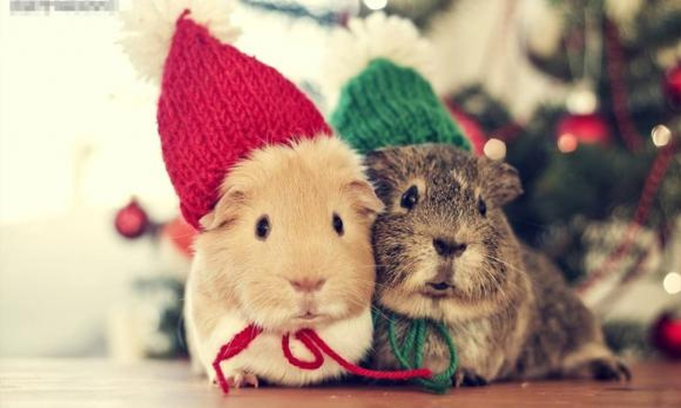 4 con giap song thien luong, ca doi khong phai lo ve tien-Hinh-2