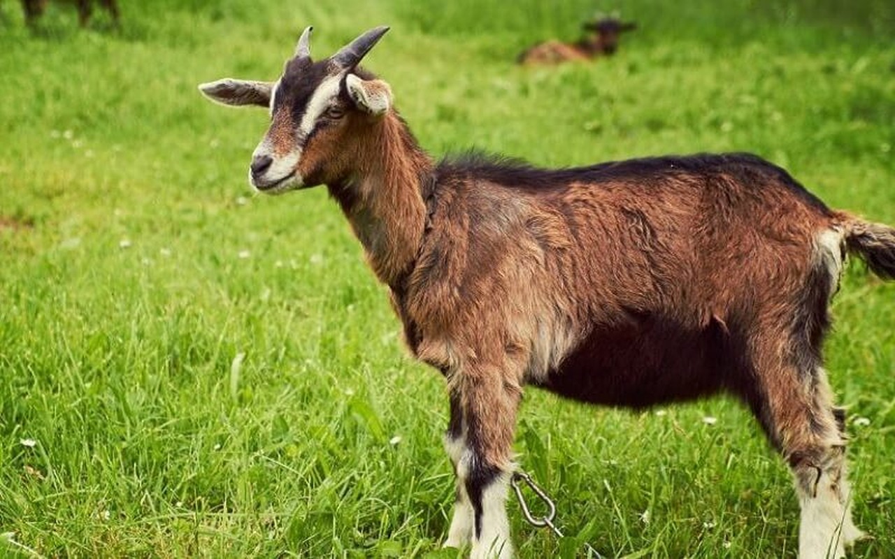 Dung Ram thang 4, 3 tuoi tai loc ngut Troi, dem tien moi tay-Hinh-10