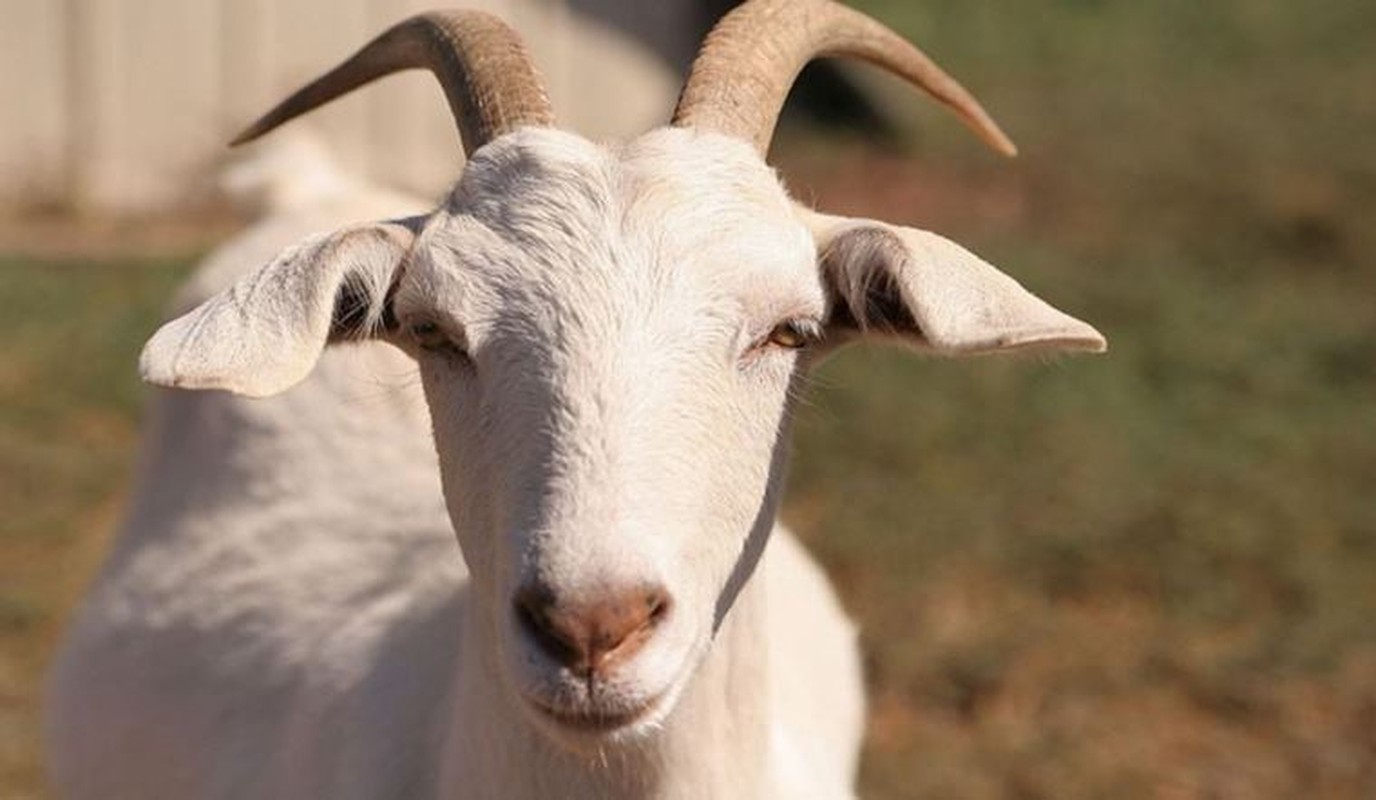 Dung Ram thang 4, 3 tuoi tai loc ngut Troi, dem tien moi tay-Hinh-12