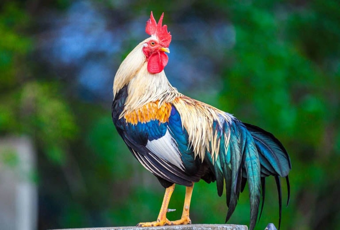 Tu 2025 - 2028: Tu dai con giap loc roi ngang cua, kiem bon tien-Hinh-3