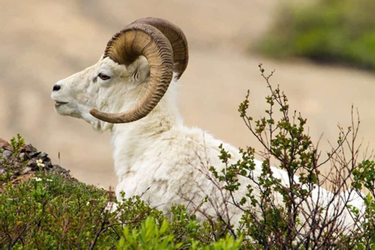 Tai van sinh soi dung Ram thang 4, 4 tuoi lam dau trung do-Hinh-10