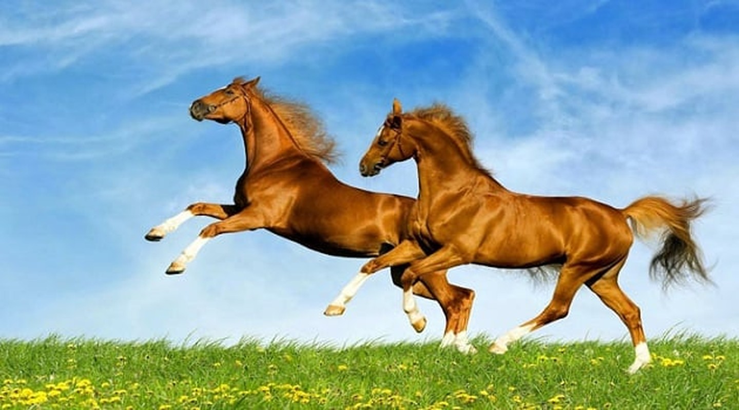 4 con giap lac quan, quy nhan xep hang chi cach kiem tien-Hinh-7