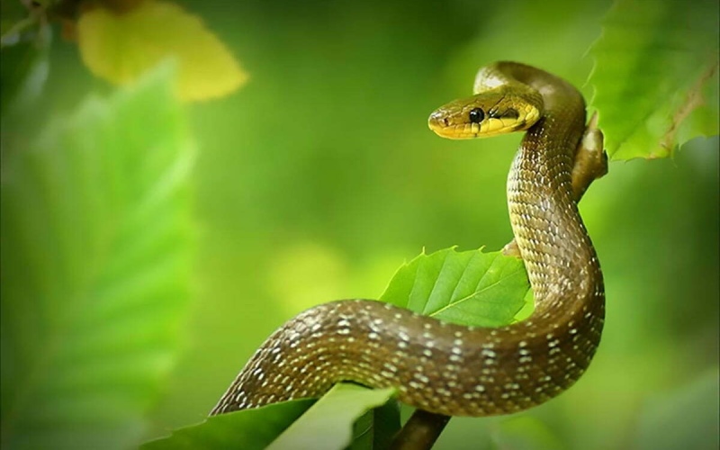 Tuổi Tỵ sinh năm bao nhiêu? Giả mã chi tiết từ A - Z năm 2025