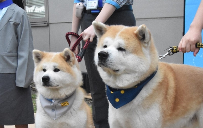 Chó Ruka (trái) và chó Rensui trong lễ bổ nhiệm tại sân bay Odate-Noshiro, tỉnh Akita, ngày 18/5. Ảnh: Mainichi