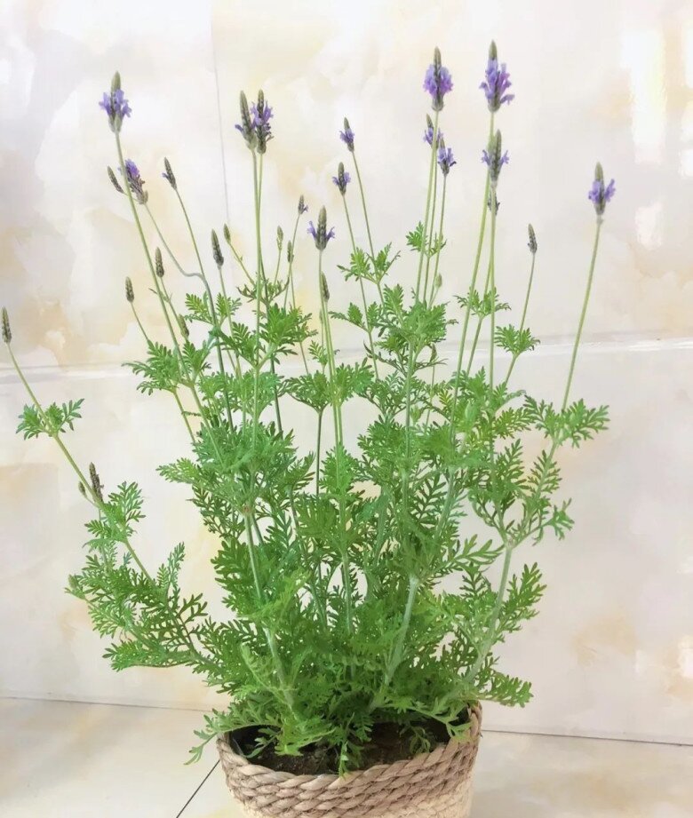 Người thông minh đều tranh nhau trồng 3 loại hoa này, chẳng trách cả nhà khỏe mạnh, tinh thần thoải mái - 2