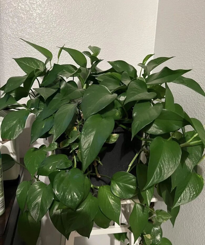 Người thông minh đều tranh nhau trồng 3 loại hoa này, chẳng trách cả nhà khỏe mạnh, tinh thần thoải mái - 3