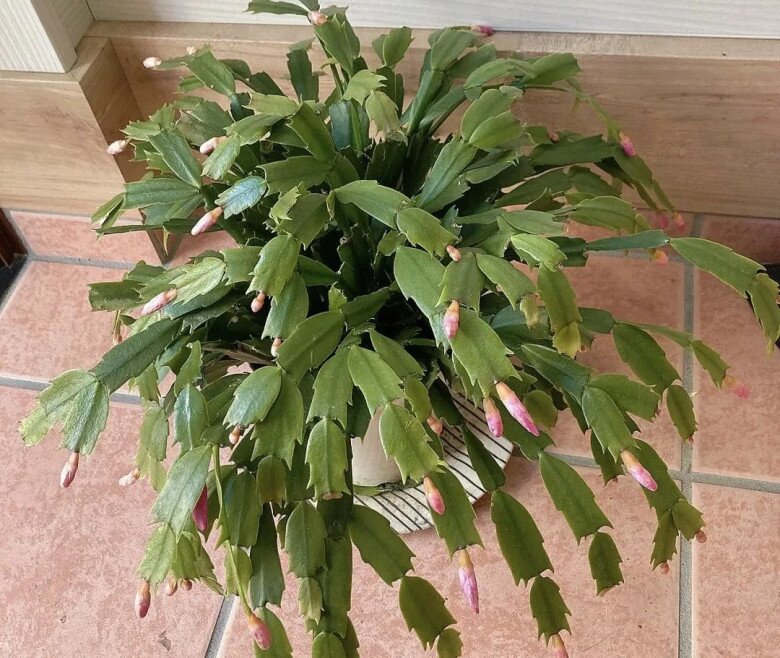 Người thông minh đều tranh nhau trồng 3 loại hoa này, chẳng trách cả nhà khỏe mạnh, tinh thần thoải mái - 4