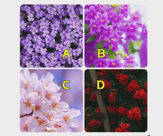 Trắc nghiệm: Bạn giống loài hoa nào? Câu trả lời tiết lộ bạn sẽ là kiểu vợ ra sao - 1