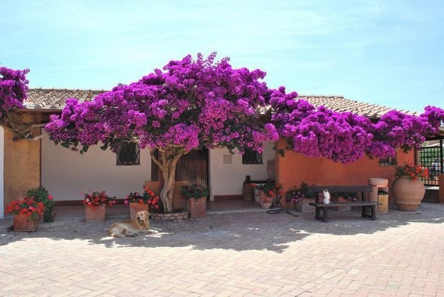 Trong phong thủy, hoa giấy còn giúp thu hút tài lộc, may mắn và sự thịnh vượng.