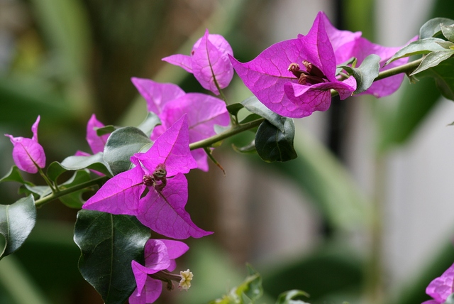 Theo phong thủy, những cây có gai nhọn không tốt cho không gian sống.