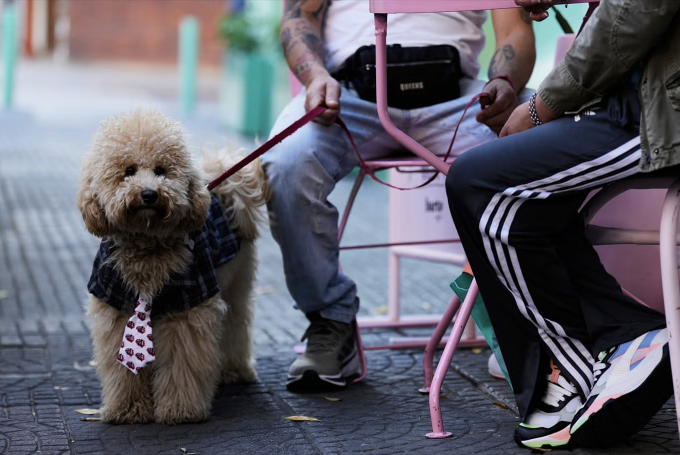 Chú chó tên Rocky cùng chủ đến Barto Café - một tiệm bánh dành cho người và thú cưng - để tổ chức tiệc sinh nhật cho chó, thủ đô Buenos Aires, Argentina, tháng 4/2025. Ảnh: AP/Natacha Pisarenko