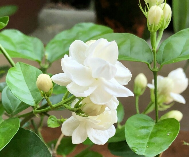 Clip: Những người không nên trồng hoa nhài