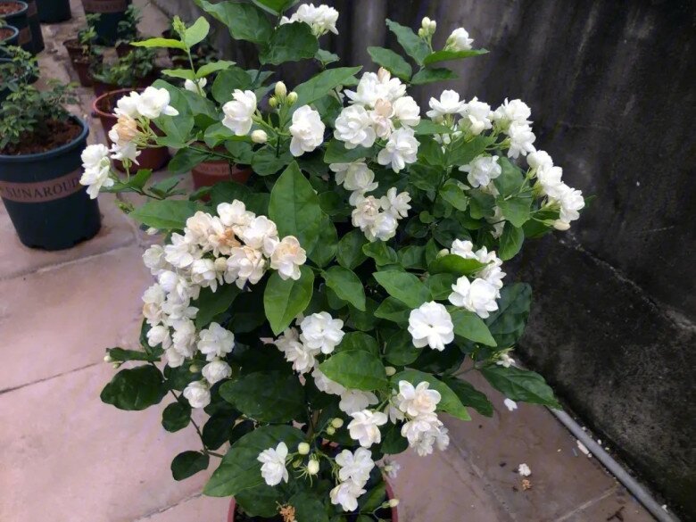 Hoa nhài vừa đẹp vừa thơm nhưng nhà ở 3 hướng, người thuộc 2 mệnh này không nên trồng - 2