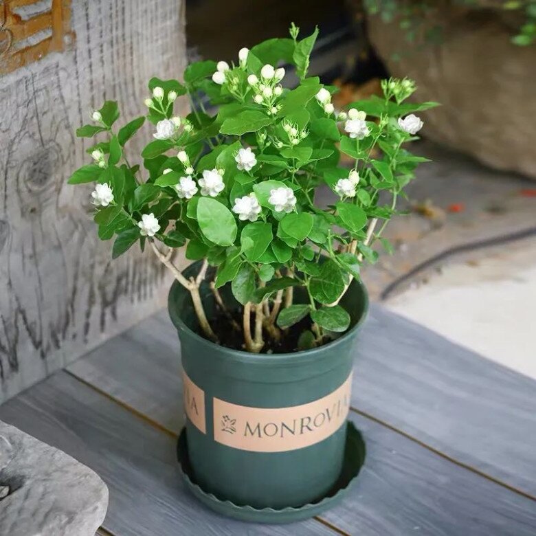 Hoa nhài vừa đẹp vừa thơm nhưng nhà ở 3 hướng, người thuộc 2 mệnh này không nên trồng - 3