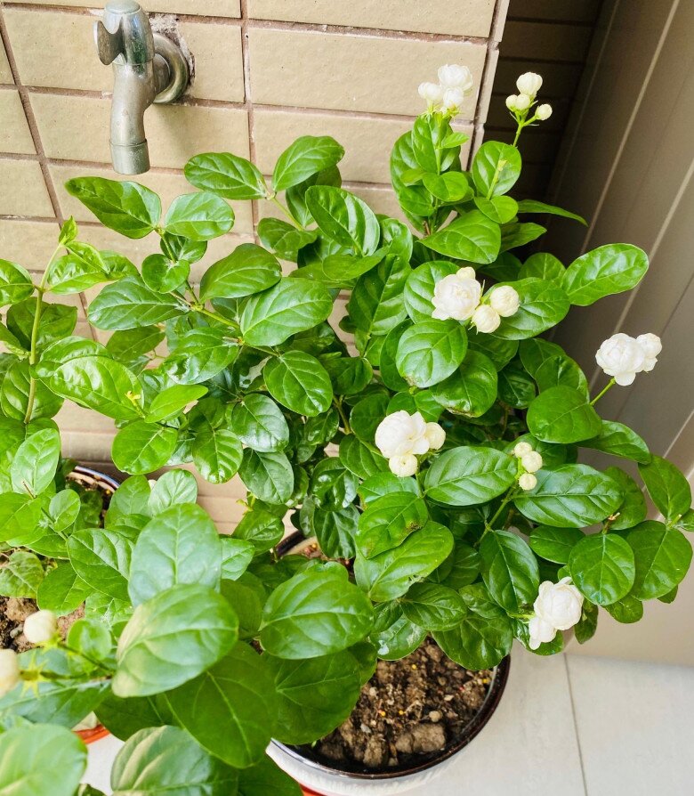 Hoa nhài vừa đẹp vừa thơm nhưng nhà ở 3 hướng, người thuộc 2 mệnh này không nên trồng - 4