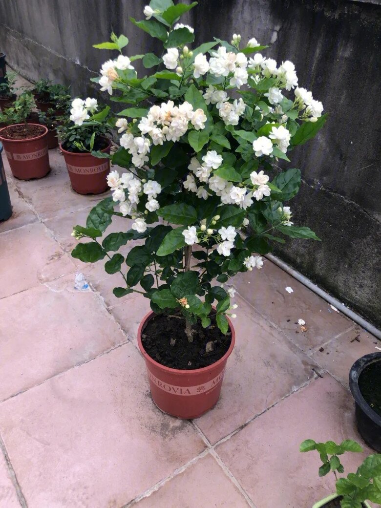 Hoa nhài vừa đẹp vừa thơm nhưng nhà ở 3 hướng, người thuộc 2 mệnh này không nên trồng - 5