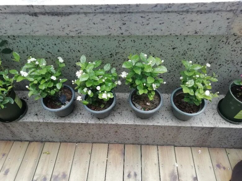 Hoa nhài vừa đẹp vừa thơm nhưng nhà ở 3 hướng, người thuộc 2 mệnh này không nên trồng - 6