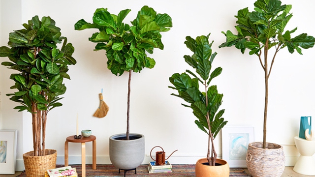 Cây bàng Singapore rất thích hợp trồng ở Việt Nam vì khí hậu tốt.