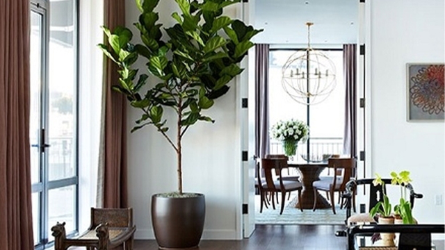 Trang trí phòng bằng cây bàn Singapore giúp thanh lọc không khí.