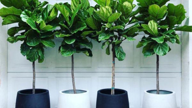 Cây bàng Singapore sẽ không chỉ mang lại không khí trong lành mà còn giúp gia chủ hấp thụ nguồn năng lượng tích cực.