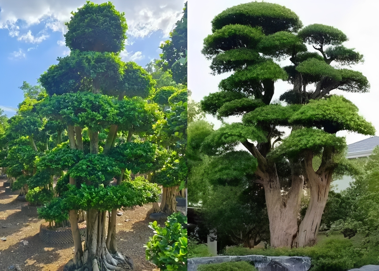 Cặp cây sanh và cây tùng trồng trước cửa nhà giúp hóa sát, bảo hộ và đón sinh khí dồi dào. Ảnh: Baidu