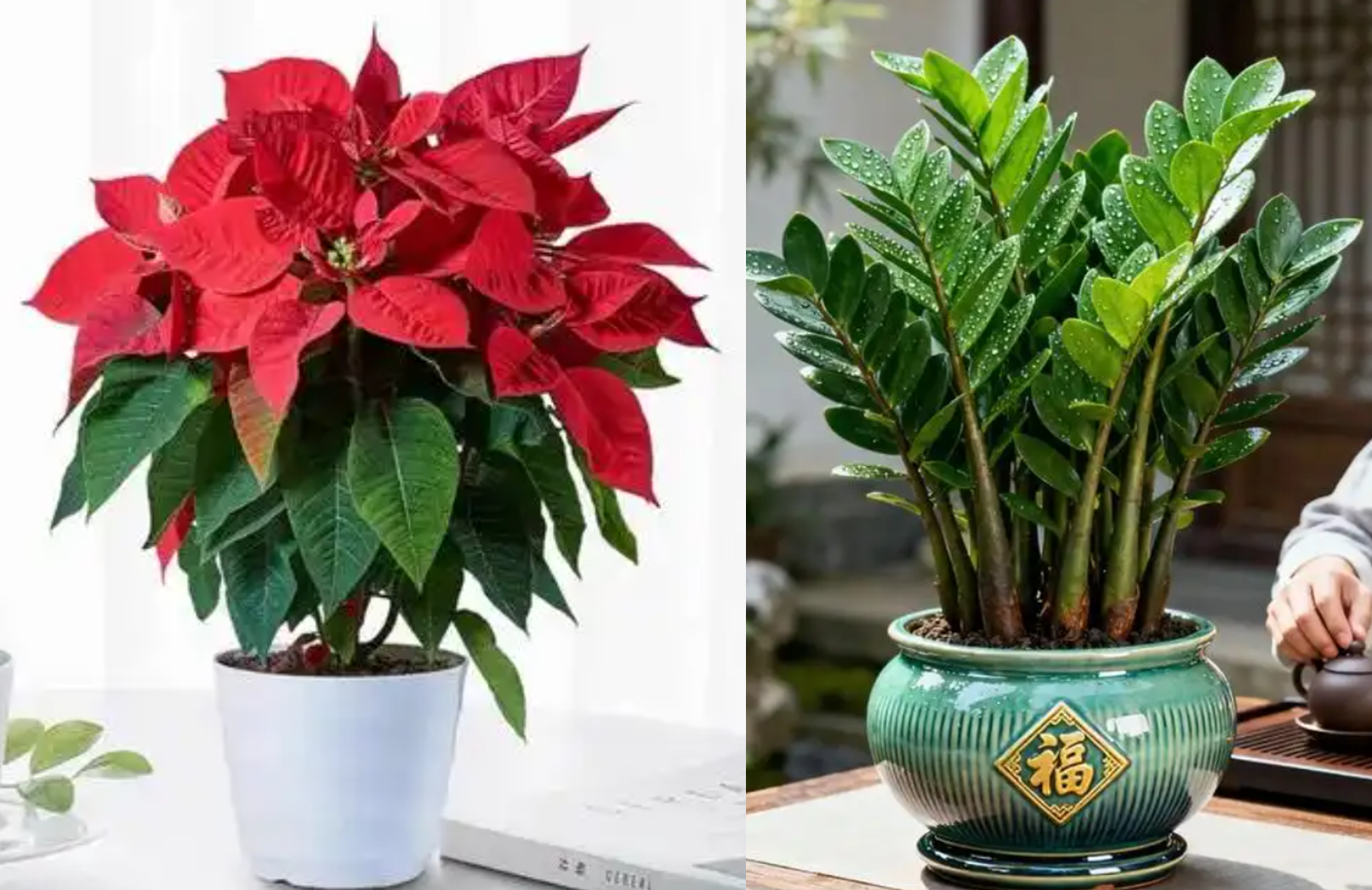 Cây trạng nguyên khai mở công danh, kim tiền chiêu tài thịnh vượng, đây là cặp bài trùng cho sự nghiệp bứt phá. Ảnh: Baidu