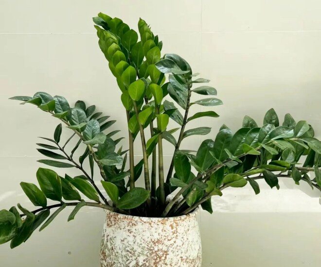 Mùa hè cho cây kim tiền uống 1 trong 5 thứ nước này, cây phát triển vùn vụt, chồi non mọc tua tủa - 1