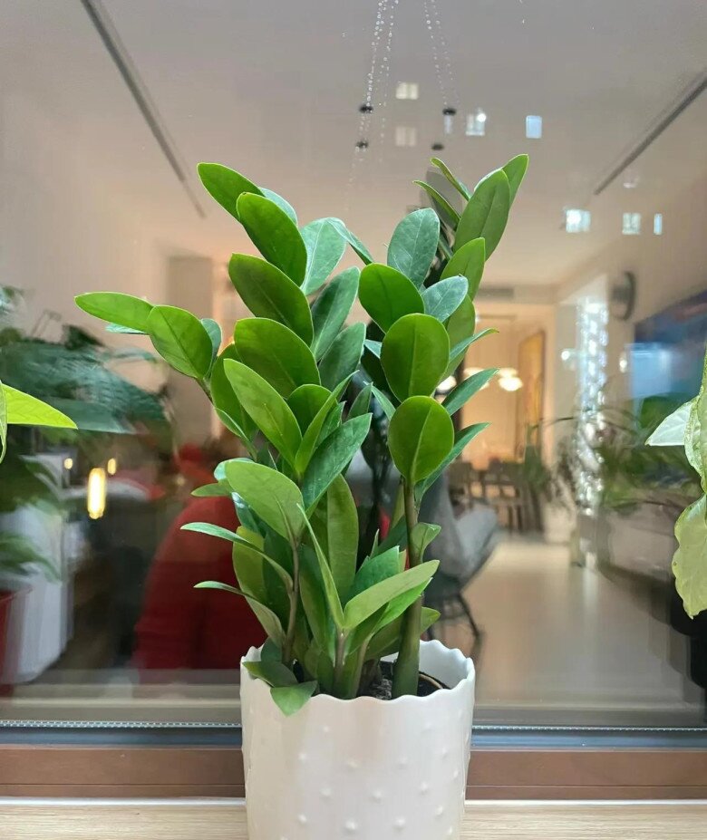 Mùa hè cho cây kim tiền uống 1 trong 5 thứ nước này, cây phát triển vùn vụt, chồi non mọc tua tủa - 3