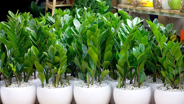 Cây kim tiền còn được biết đến với nhiều tên như cây phát tài, kim tài phát, kim tiền lộc phát. Là loại cây này dễ trồng, chăm sóc.