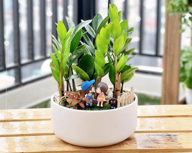 Theo phong thủy, người tuổi Tý trồng một chậu cây kim tiền trong nhà hoặc tại nơi làm việc không chỉ mang lại may mắn và phú quý mà còn giúp họ cải thiện tư duy tài chính.