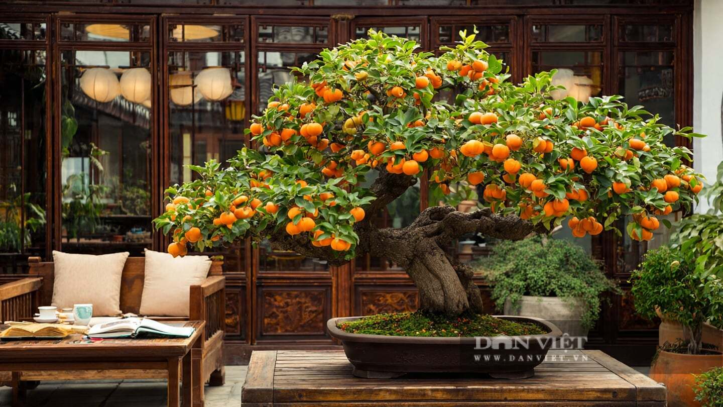 Điều thú vị hơn nữa là thân cây của nó cũng khá độc đáo.