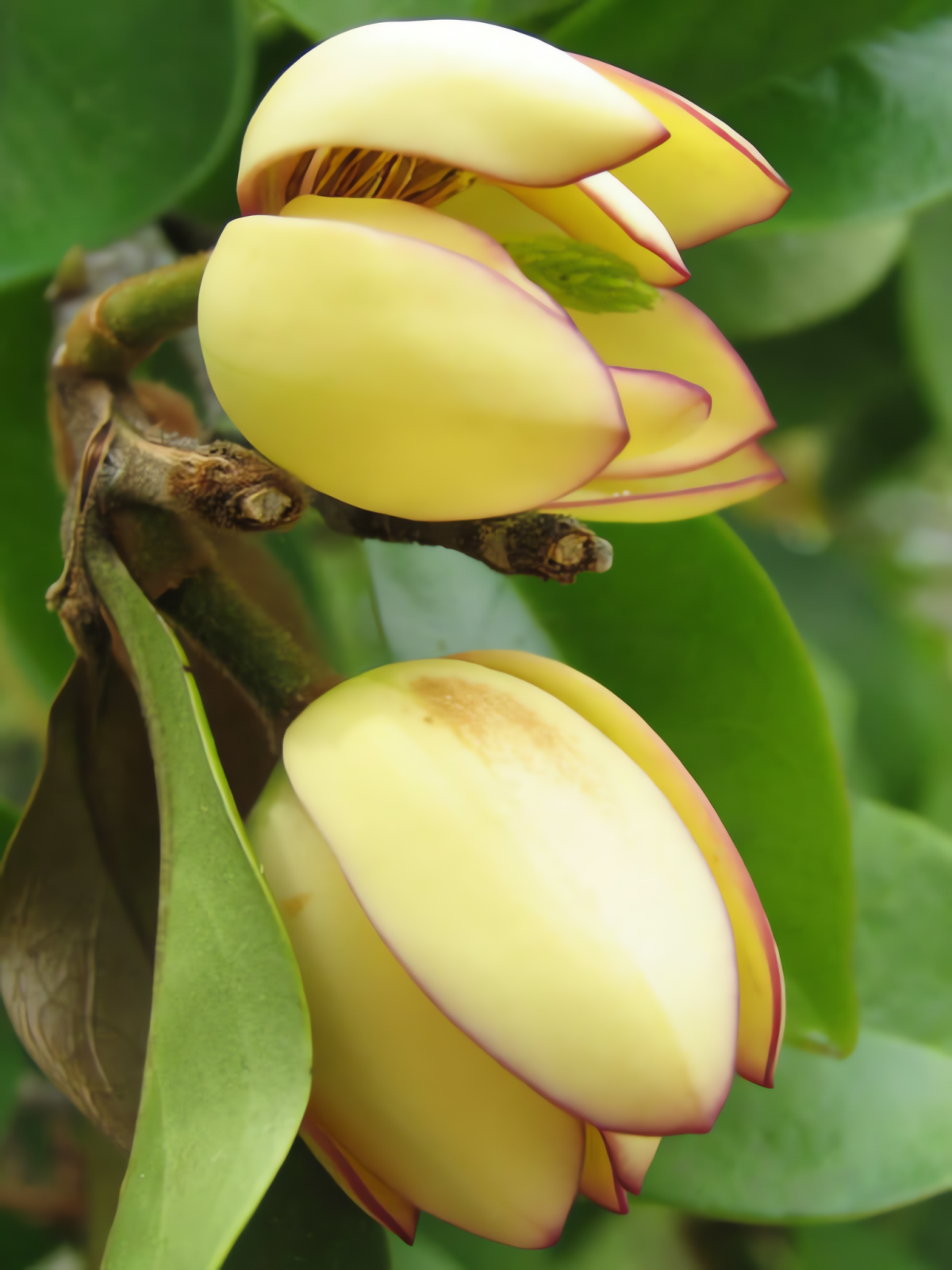 Nụ hoa lan tiêu tròn, mập mạp