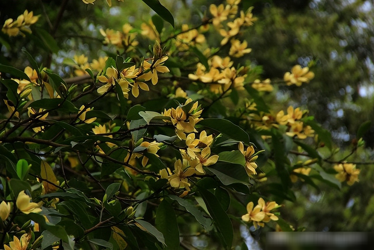 Nhưng thứ làm người ta “nghiện” lan tiêu chính là hương.