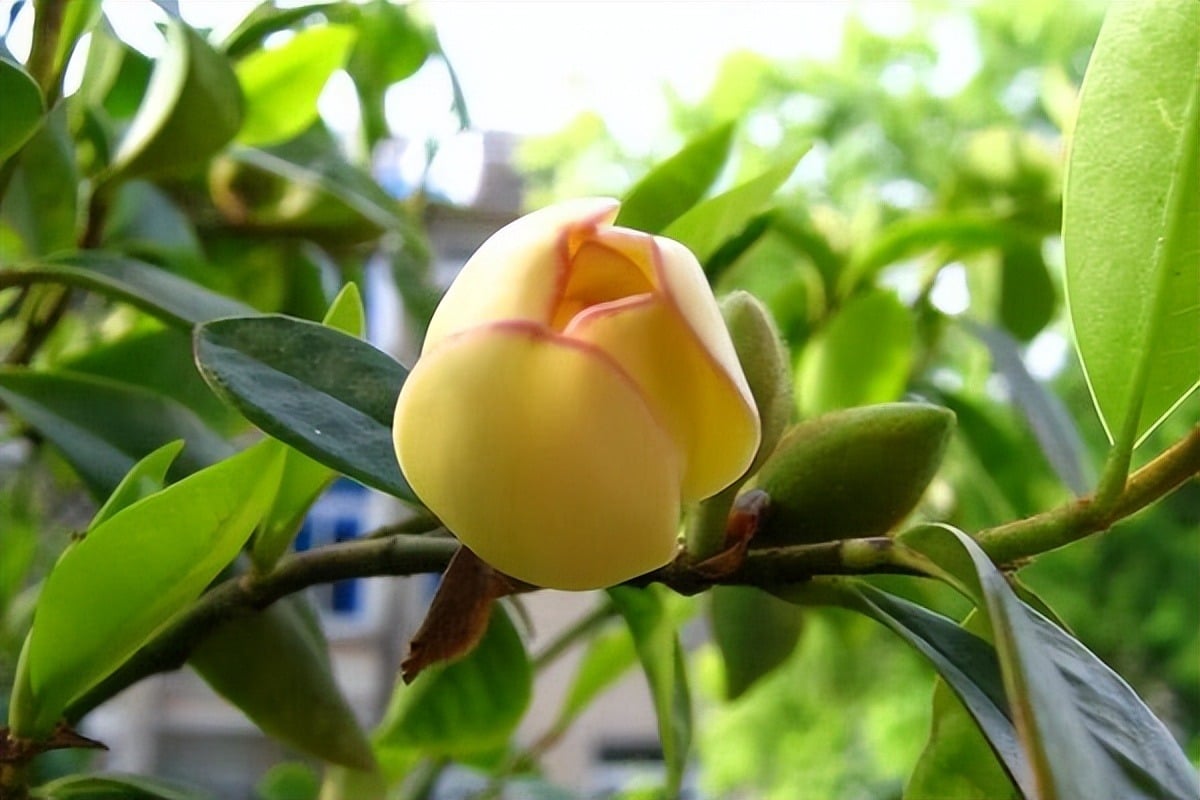 “Hàm tiếu” còn ngụ ý nụ cười hạnh phúc, viên mãn.