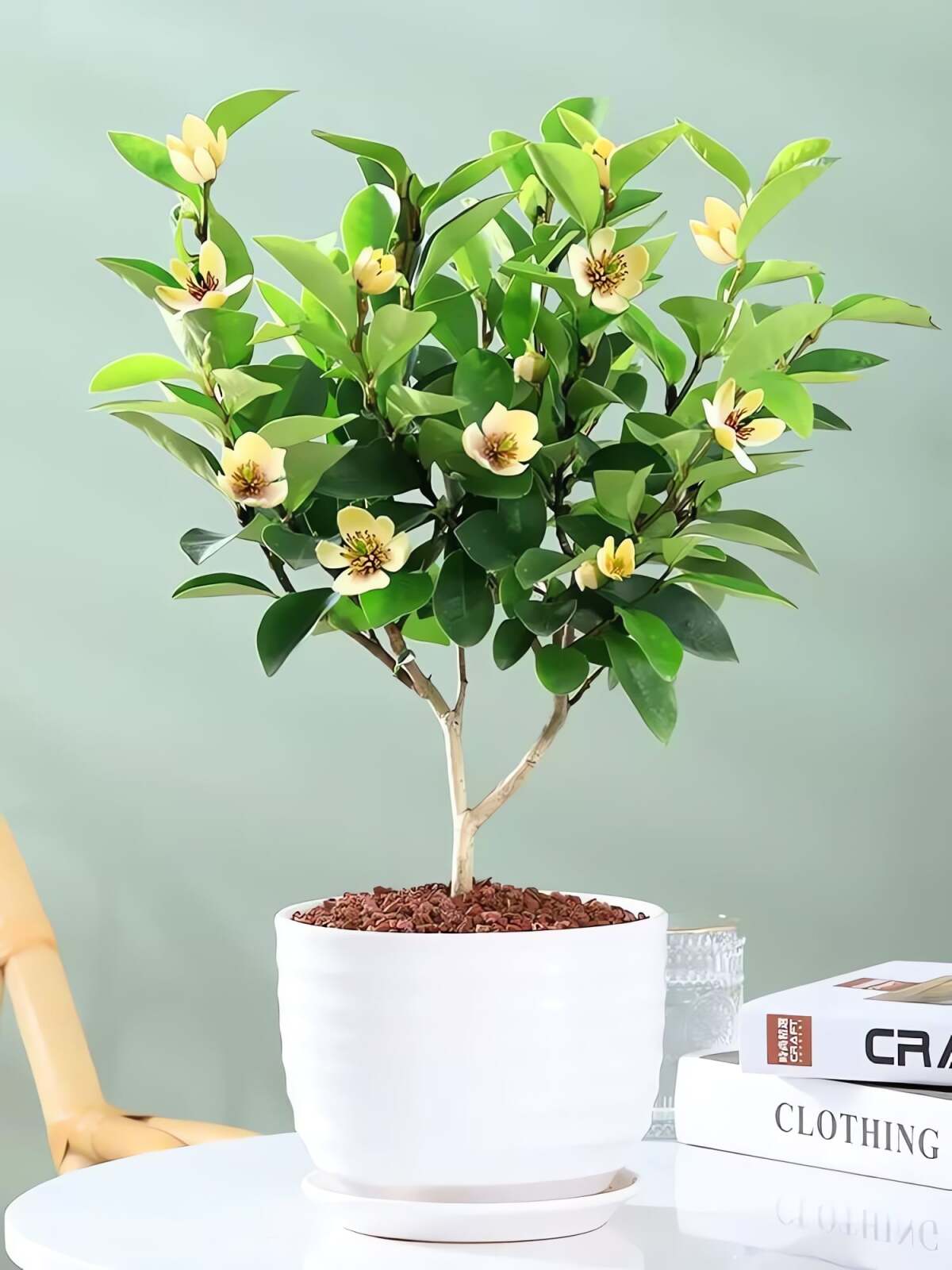 Cây cảnh sống lâu năm