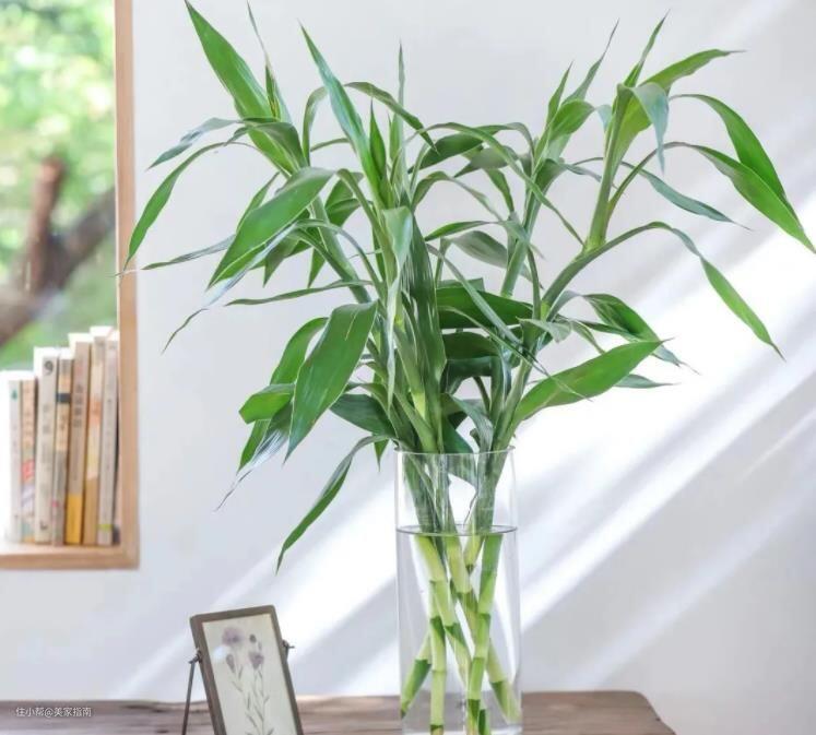 Người thông minh chỉ chọn 3 cây này trồng trong nhà, hóa giải vận xui, tụ tài khí, cả nhà thuận buồm xuôi gió - 2