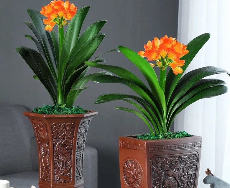 Người thông minh chỉ chọn 3 cây này trồng trong nhà, hóa giải vận xui, tụ tài khí, cả nhà thuận buồm xuôi gió - 4