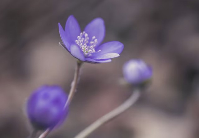Người sinh vào giờ Mùi Âm lịch không dễ hài lòng với những gì đang có mà luôn tìm cách hoàn thiện và nâng tầm cuộc sống. Ảnh minh họa