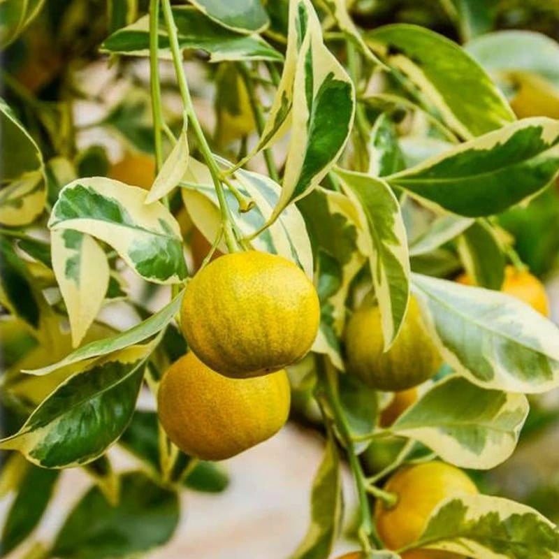 Cây cảnh quất cẩm thạch vàng hay còn gọi là tắc cẩm thạch